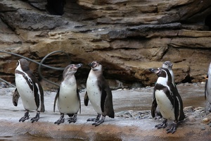 Penguins at the Seattle Zoo